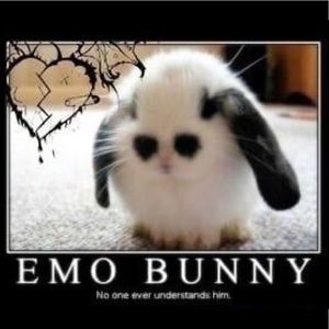 Meet your Posher, Devin